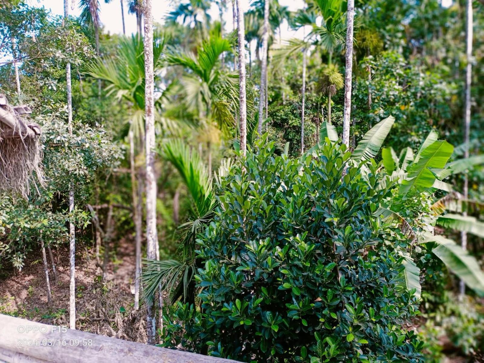 Streaming Valley Independent Coffee Estate Stay Madikeri Exteriér fotografie